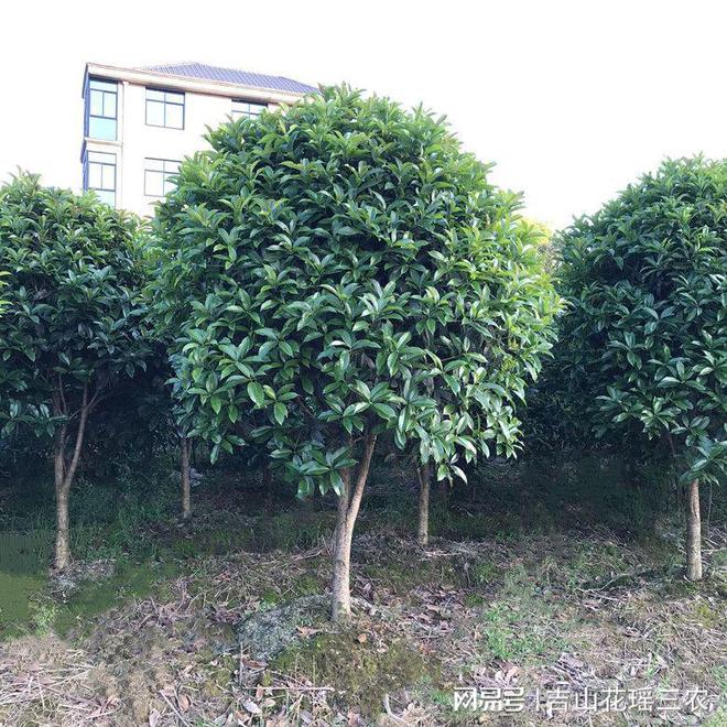 桂花在园艺中的应用火狐电竞(图1)