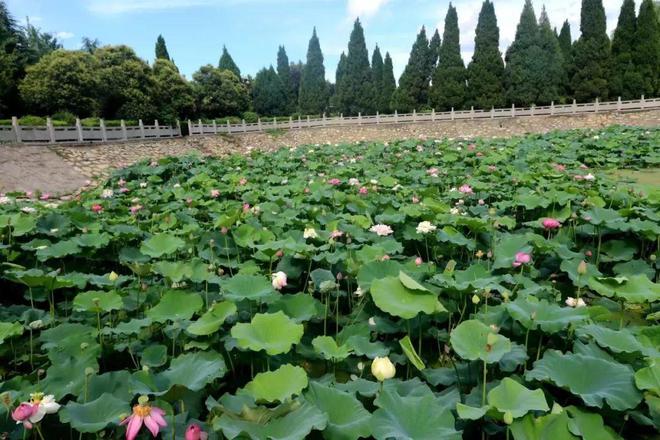 火狐电竞重磅！鹿邑县太清宫景区荣获“河南省绿化模范单位”称号(图7)