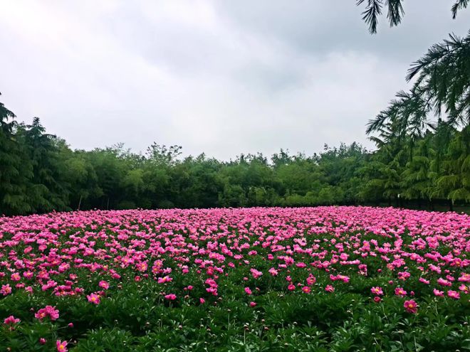 火狐电竞重磅！鹿邑县太清宫景区荣获“河南省绿化模范单位”称号(图6)