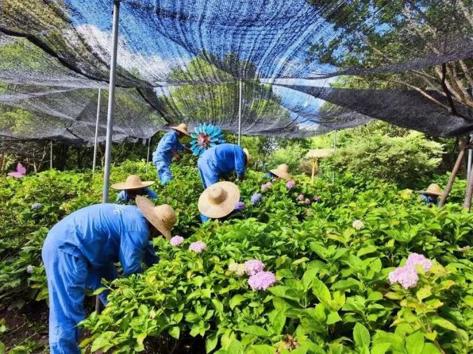 火狐电竞49个高温日位居“史上第二”申城景观绿化为何能扛得住(图4)
