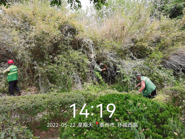火狐电竞兴化城投绿化公司综合整治环城西路一线绿化(图2)