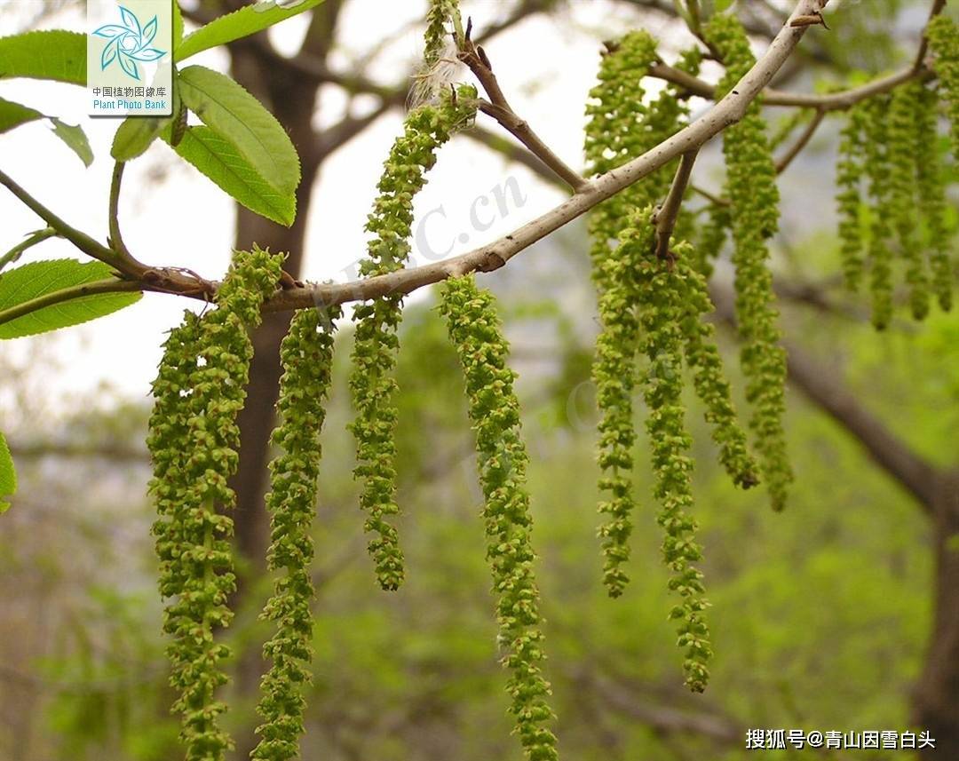 4种适合园林绿化的枫杨生长快耐旱性强火狐电竞耐寒性强市场前景不错(图4)