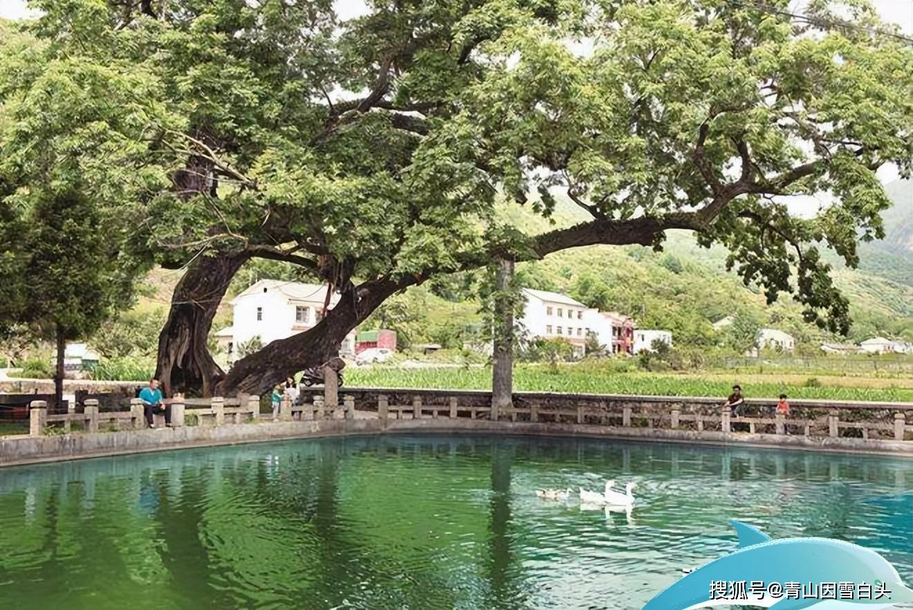 4种适合园林绿化的枫杨生长快耐旱性强火狐电竞耐寒性强市场前景不错(图6)