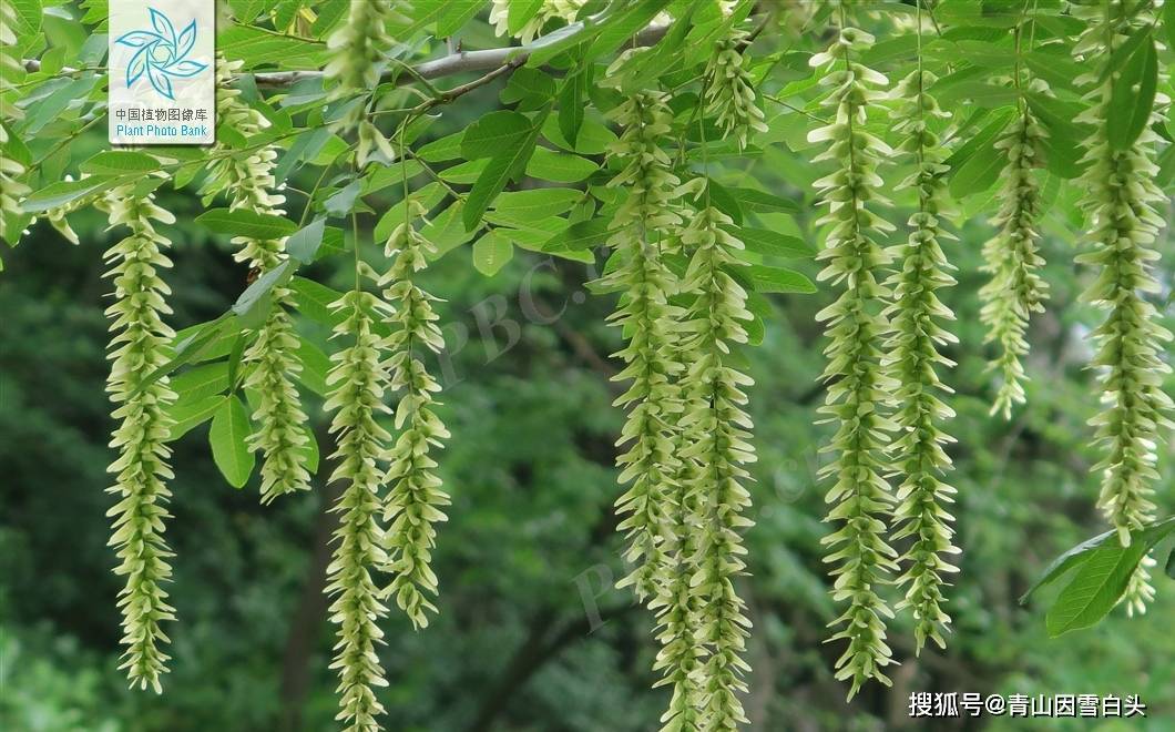 4种适合园林绿化的枫杨生长快耐旱性强火狐电竞耐寒性强市场前景不错(图5)