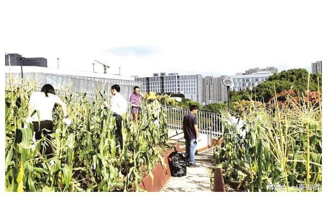 火狐电竞疫情后的园林空间和园艺应用思考 “都市种菜潮”专题(图6)