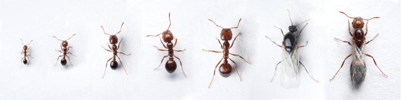 火狐电竞男子被红火蚁咬伤休克！入侵广东的有害生物有哪些？如何防控？(图2)