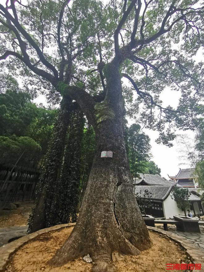 你好树先生820余岁“朱子樟”岳麓山上闻书香火狐电竞(图2)