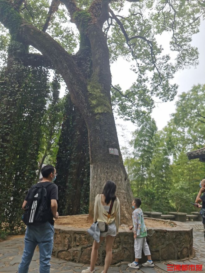 你好树先生820余岁“朱子樟”岳麓山上闻书香火狐电竞(图1)