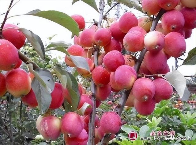 火狐电竞这类树在园林绿化中的应用越来越多价格很不错大有走红之势(图2)