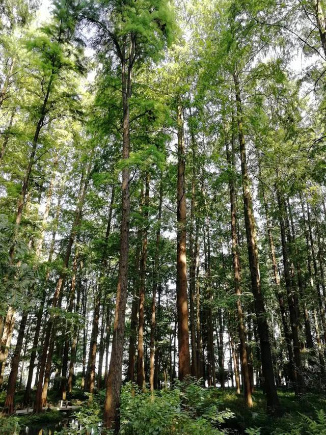 火狐电竞园林景观设计的九种方法 实战干货分享(图1)