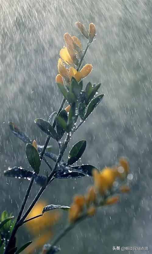 火狐电竞天气预报：今天白露是天晴好还是下雨好？前人留下的农谚有预兆(图3)
