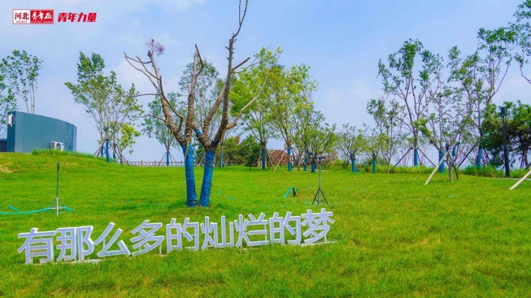 植树近2万株、绿化15万平！“85后”小伙扎根保定瀑河6年专注一件事……火狐电竞(图5)