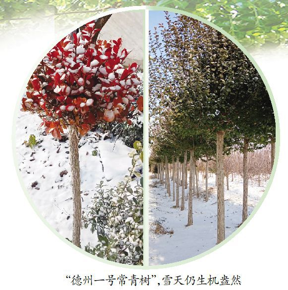 火狐电竞德州市园林设计研究院联合攻关培育耐寒阔叶常绿树(图1)