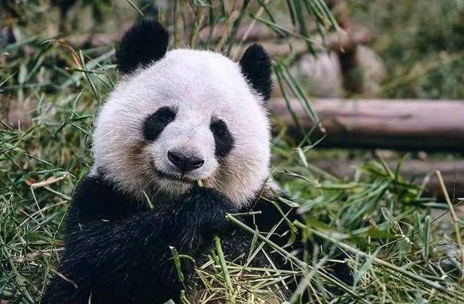 确定！苏州四季明年年末开W也有一价全包了澳门电子火狐电竞签终于恢复(图12)