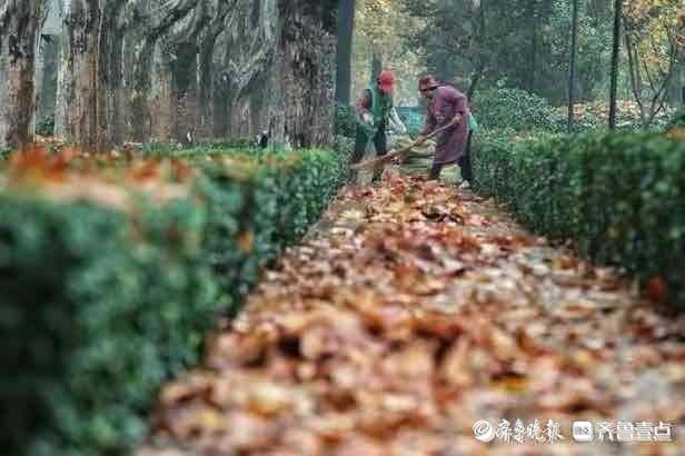 留住秋意济南马路“落叶不扫”能否实现？火狐电竞(图2)