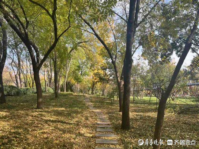 留住秋意济南马路“落叶不扫”能否实现？火狐电竞(图3)