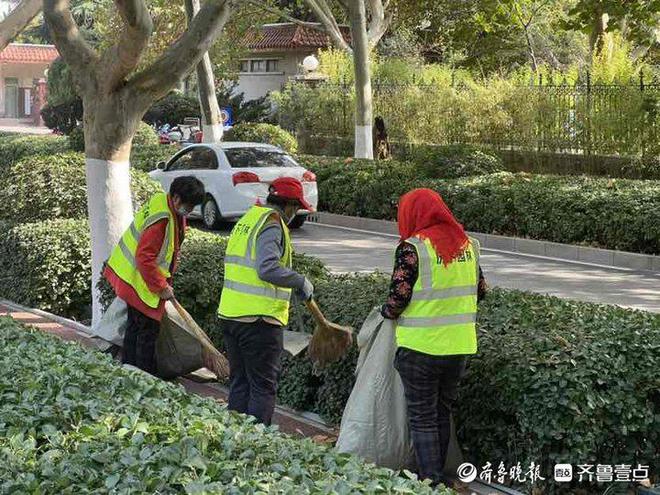 留住秋意济南马路“落叶不扫”能否实现？火狐电竞(图1)