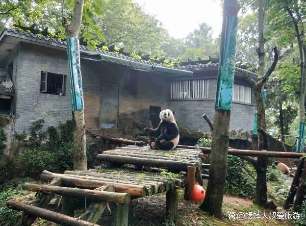 这个秋火狐电竞天杭州人一半人去了满觉陇一半去了动物园你呢？(图7)