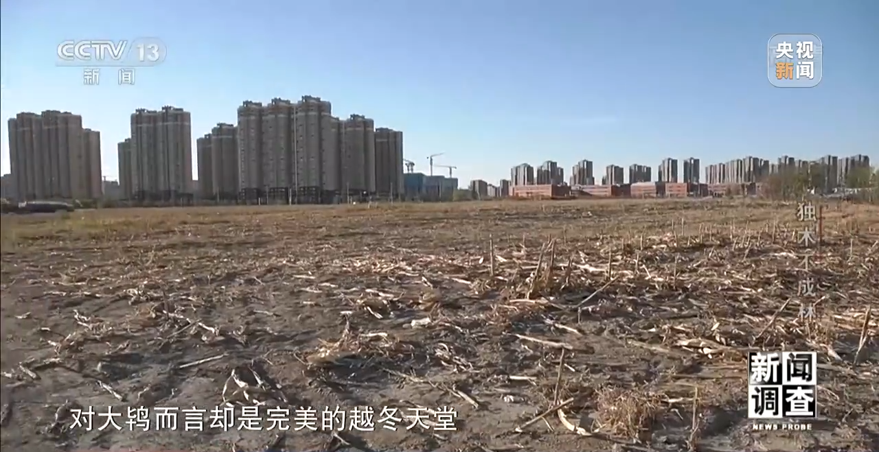 火狐电竞新闻调查丨独木不成林 城市与自然相互融合(图4)
