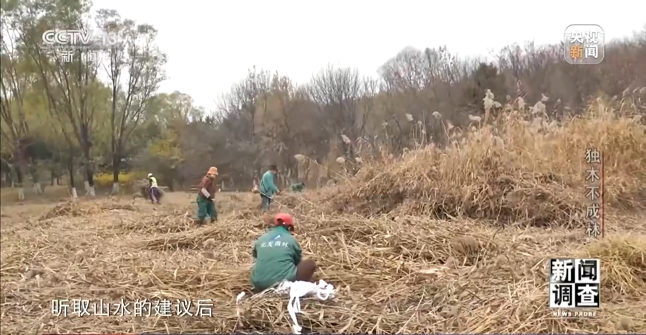 火狐电竞新闻调查丨独木不成林 城市与自然相互融合(图9)