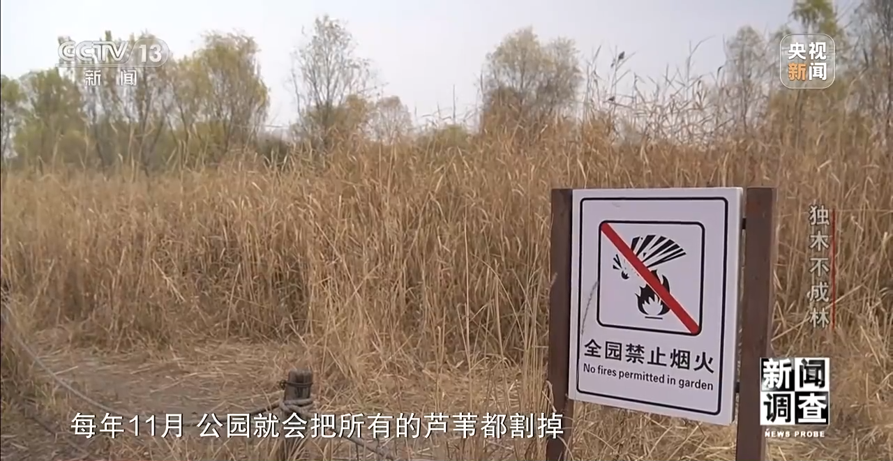 火狐电竞新闻调查丨独木不成林 城市与自然相互融合(图8)