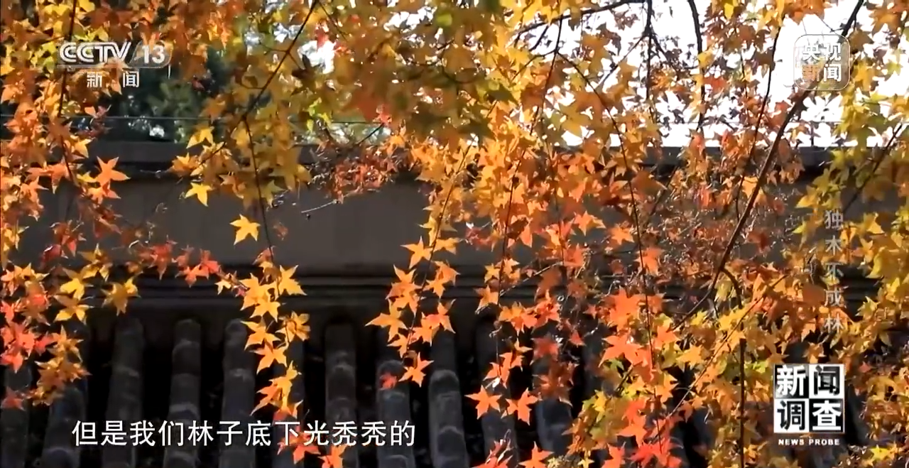火狐电竞新闻调查丨独木不成林 城市与自然相互融合(图10)