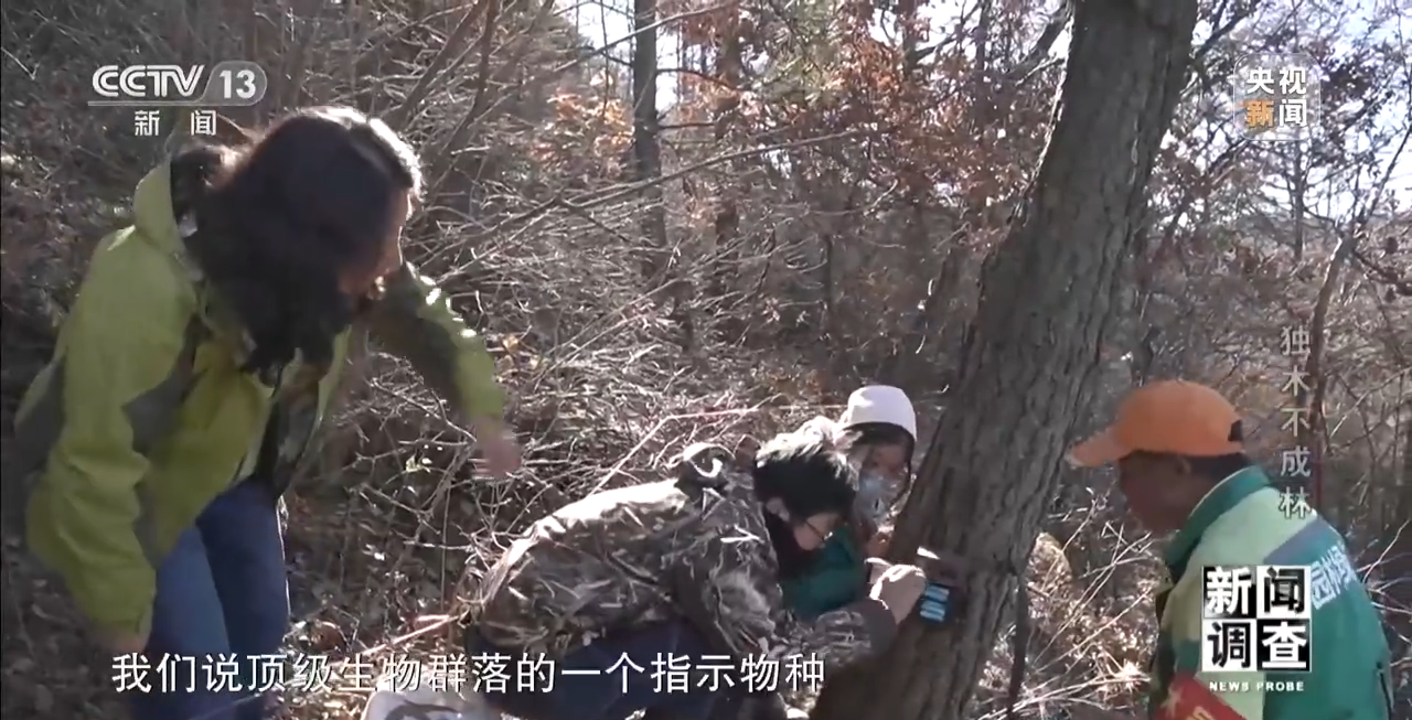 火狐电竞新闻调查丨独木不成林 城市与自然相互融合(图14)