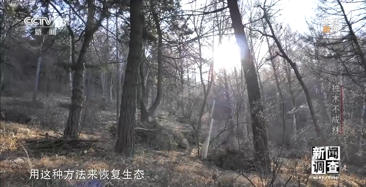 火狐电竞新闻调查丨独木不成林 城市与自然相互融合(图13)