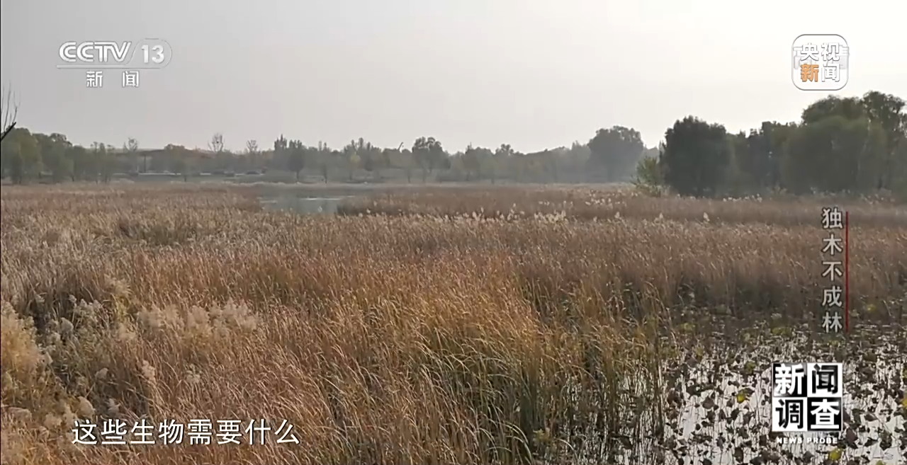 火狐电竞新闻调查丨独木不成林 城市与自然相互融合(图18)