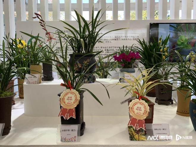火狐电竞广州从化线上线下助力花卉行业复苏年宵花新爆款待君挑(图2)