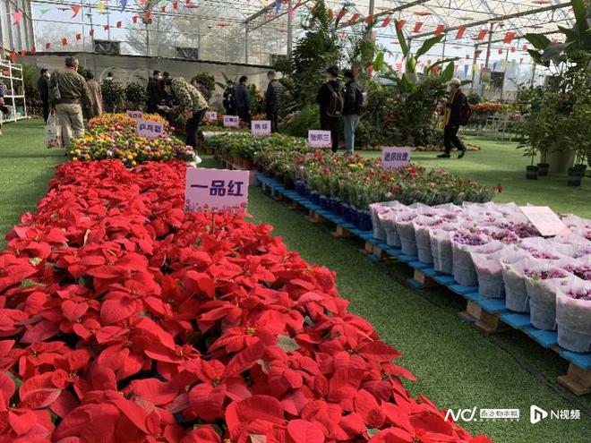 火狐电竞广州从化线上线下助力花卉行业复苏年宵花新爆款待君挑(图3)