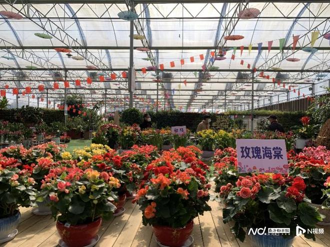 火狐电竞广州从化线上线下助力花卉行业复苏年宵花新爆款待君挑(图5)