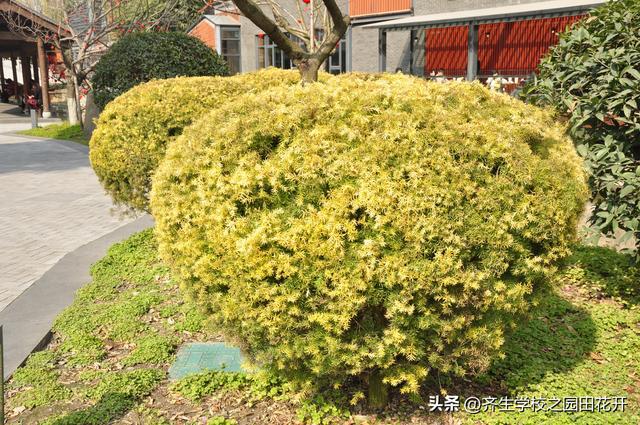 火狐电竞园林景观在回填土上做台阶怎么防止沉降？(图1)
