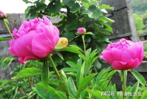 有小院子、屋顶花园的就火狐电竞这样设计规划花开满园漂亮舒适！(图7)