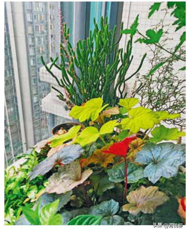 liner的小阳火狐电竞台花园改造分享(图1)