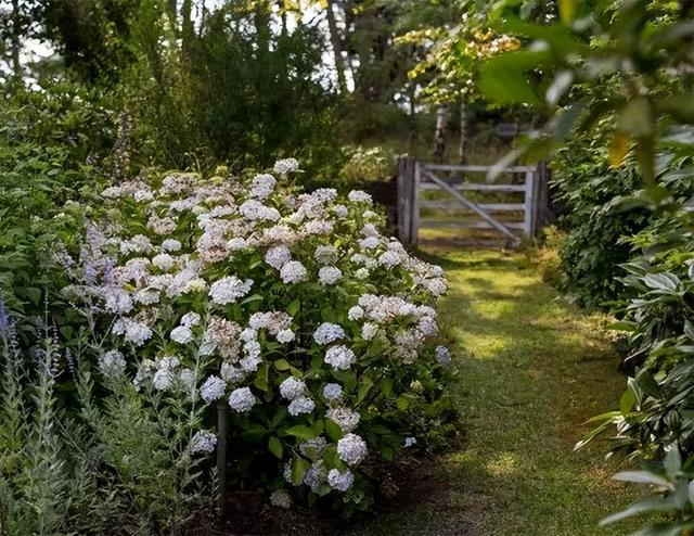 火狐电竞花园设计前沿趋势 14种澳洲庭院花园类型全面细致(图6)