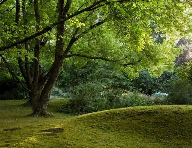 火狐电竞花园设计前沿趋势 14种澳洲庭院花园类型全面细致(图10)