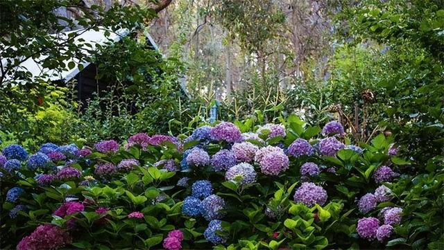 火狐电竞花园设计前沿趋势 14种澳洲庭院花园类型全面细致(图19)