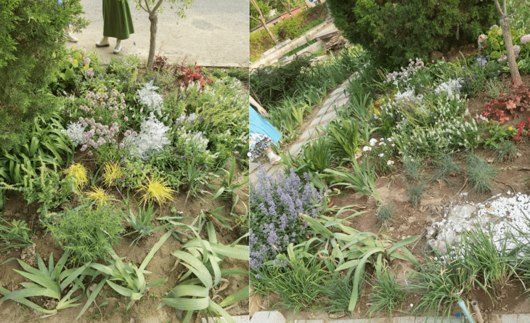 火狐电竞2021级风景园林专业《园林植物应用设计（实习）》课程花境设计成果展(图24)
