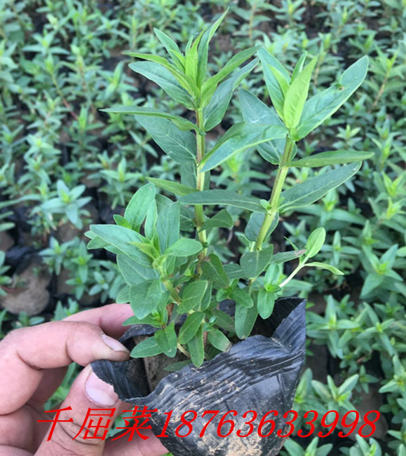 河北火狐电竞绿化苗木基地(图3)