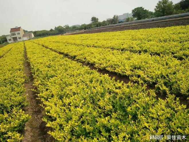 火狐电竞荣佳苗木：新时代对草坪苗木绿化行业的要求(图2)