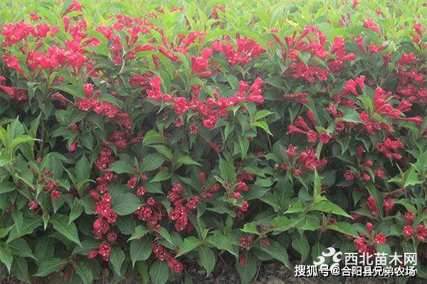 火狐电竞未来5年哪些苗木前景好(图2)