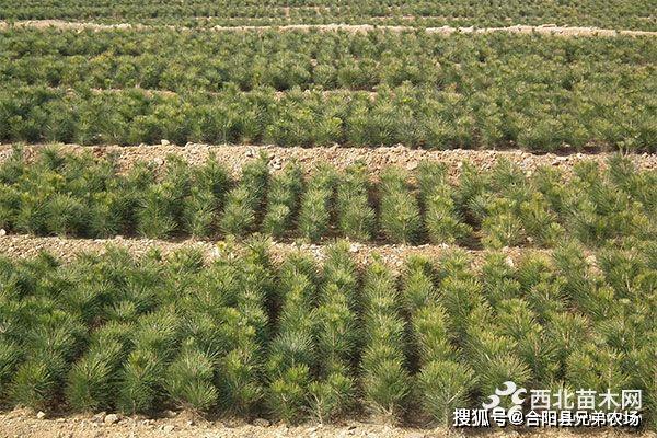 火狐电竞未来5年哪些苗木前景好(图3)