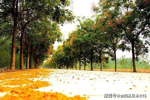 火狐电竞未来5年哪些苗木前景好(图1)