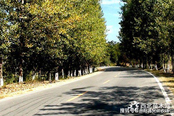 火狐电竞未来5年哪些苗木前景好(图4)
