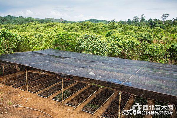火狐电竞未来5年哪些苗木前景好(图5)