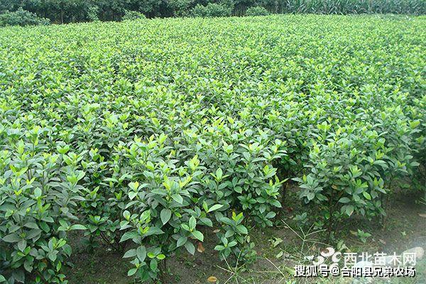 火狐电竞未来5年哪些苗木前景好(图6)