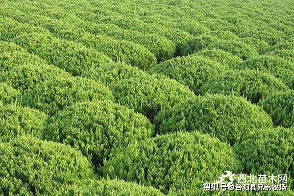 火狐电竞未来5年哪些苗木前景好(图7)