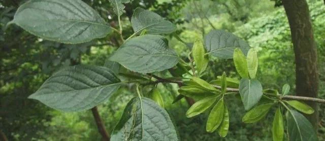 火狐电竞路边3种“绿化树”其价值不比“檀木”差最后一种老人才懂价(图1)
