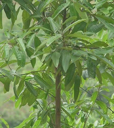 火狐电竞路边3种“绿化树”其价值不比“檀木”差最后一种老人才懂价(图5)